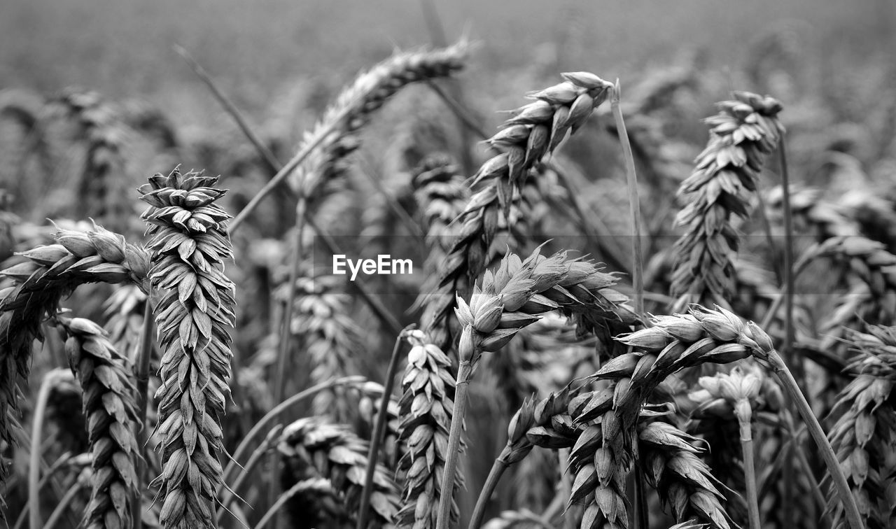 Close-up of wheat plants on field