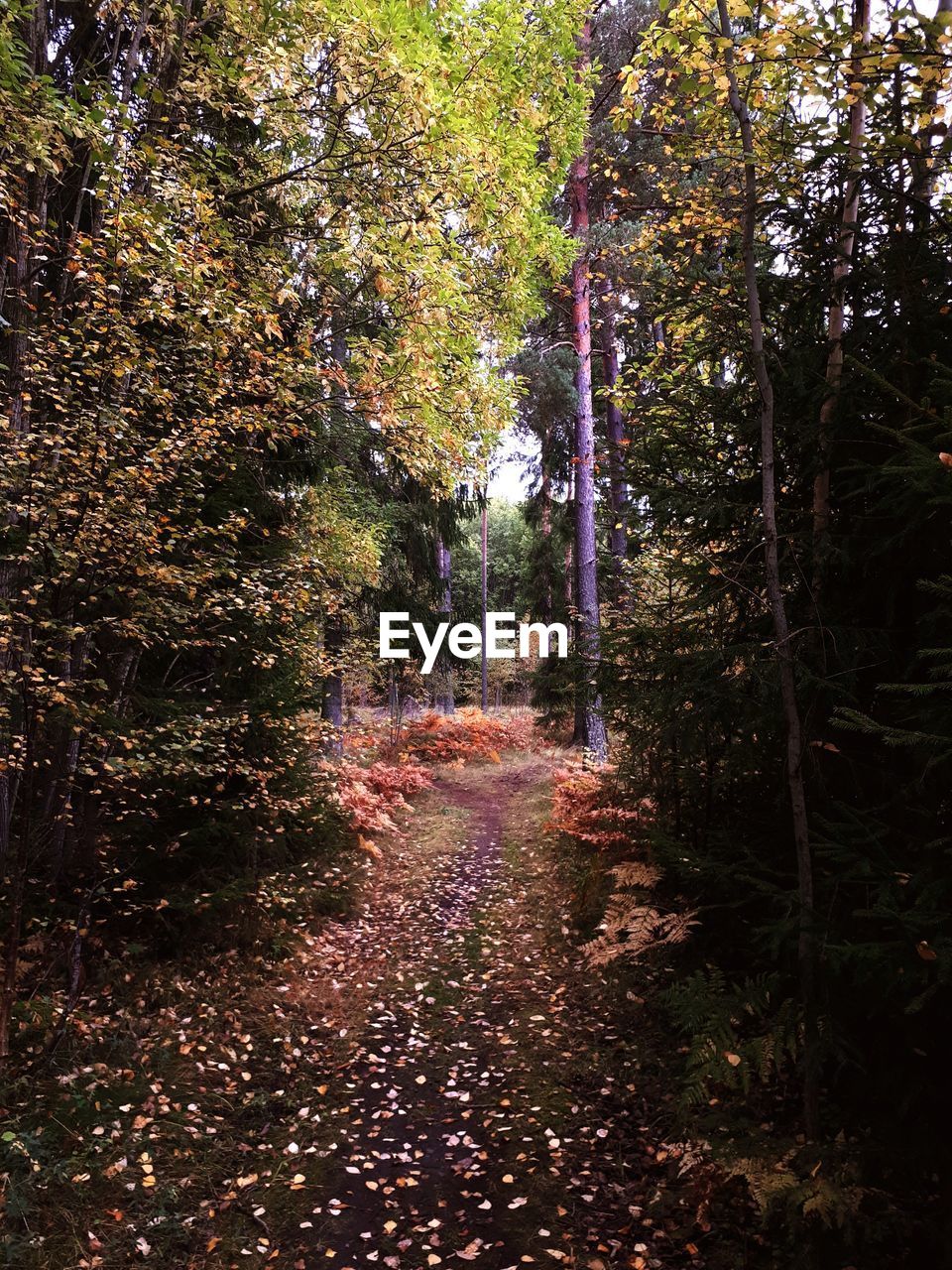 Trees in forest during autumn