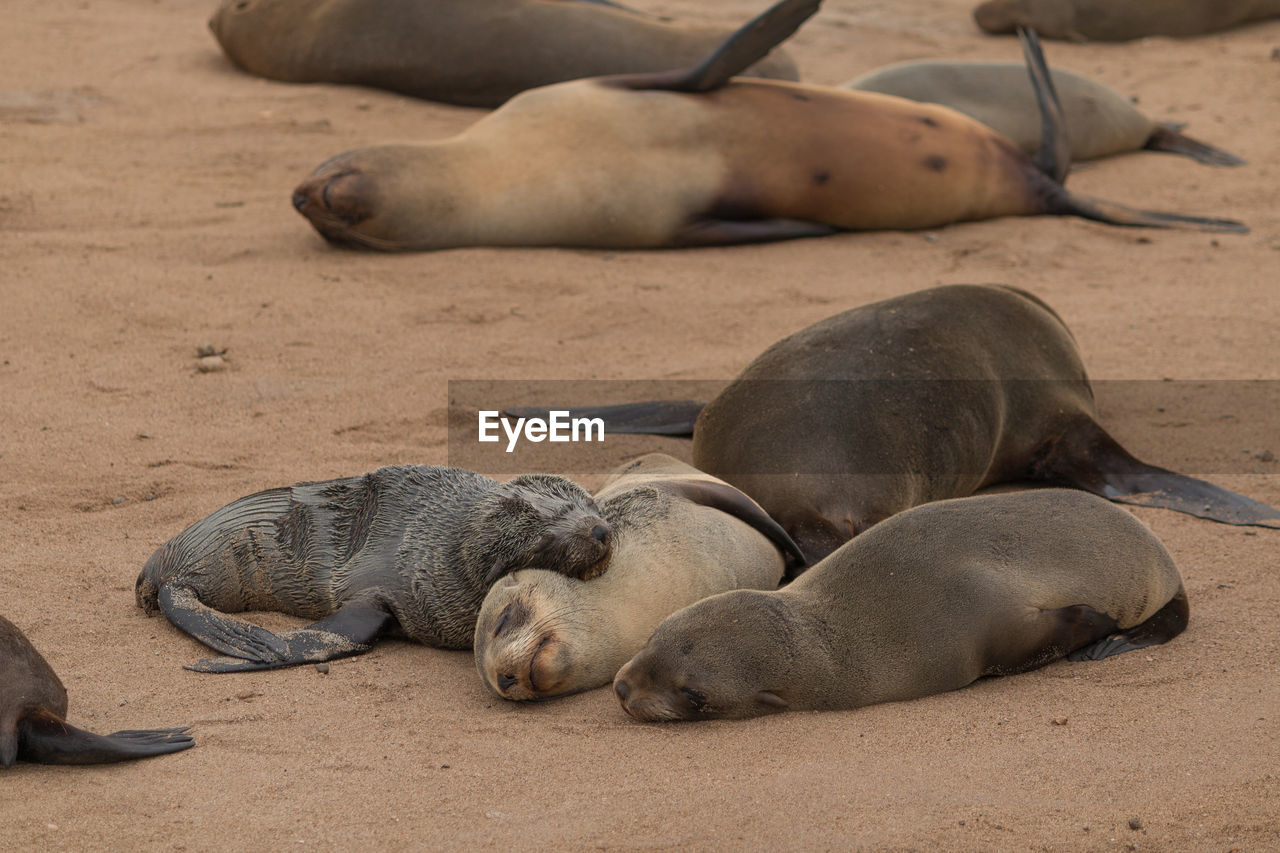 HIGH ANGLE VIEW OF SEA LION