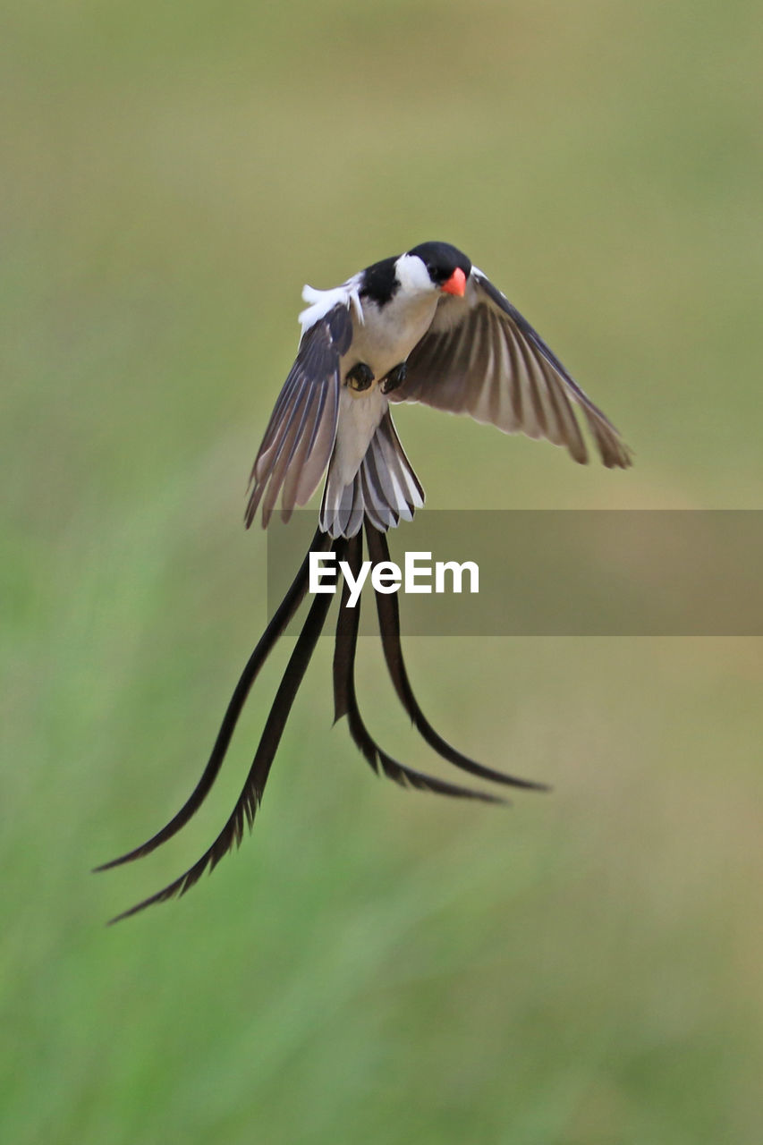 Close-up of bird flying