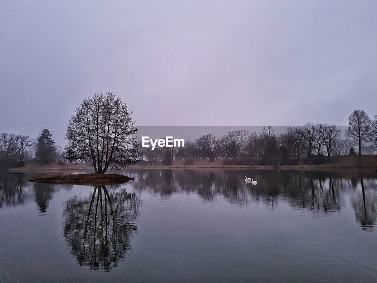 TREES BY LAKE AGAINST SKY