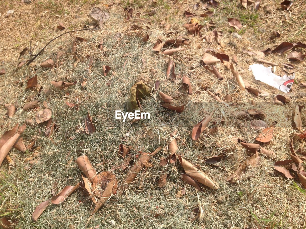 Fallen leaves on grass