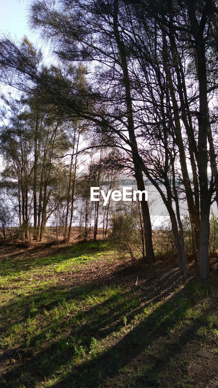 SCENIC VIEW OF TREES IN FOREST