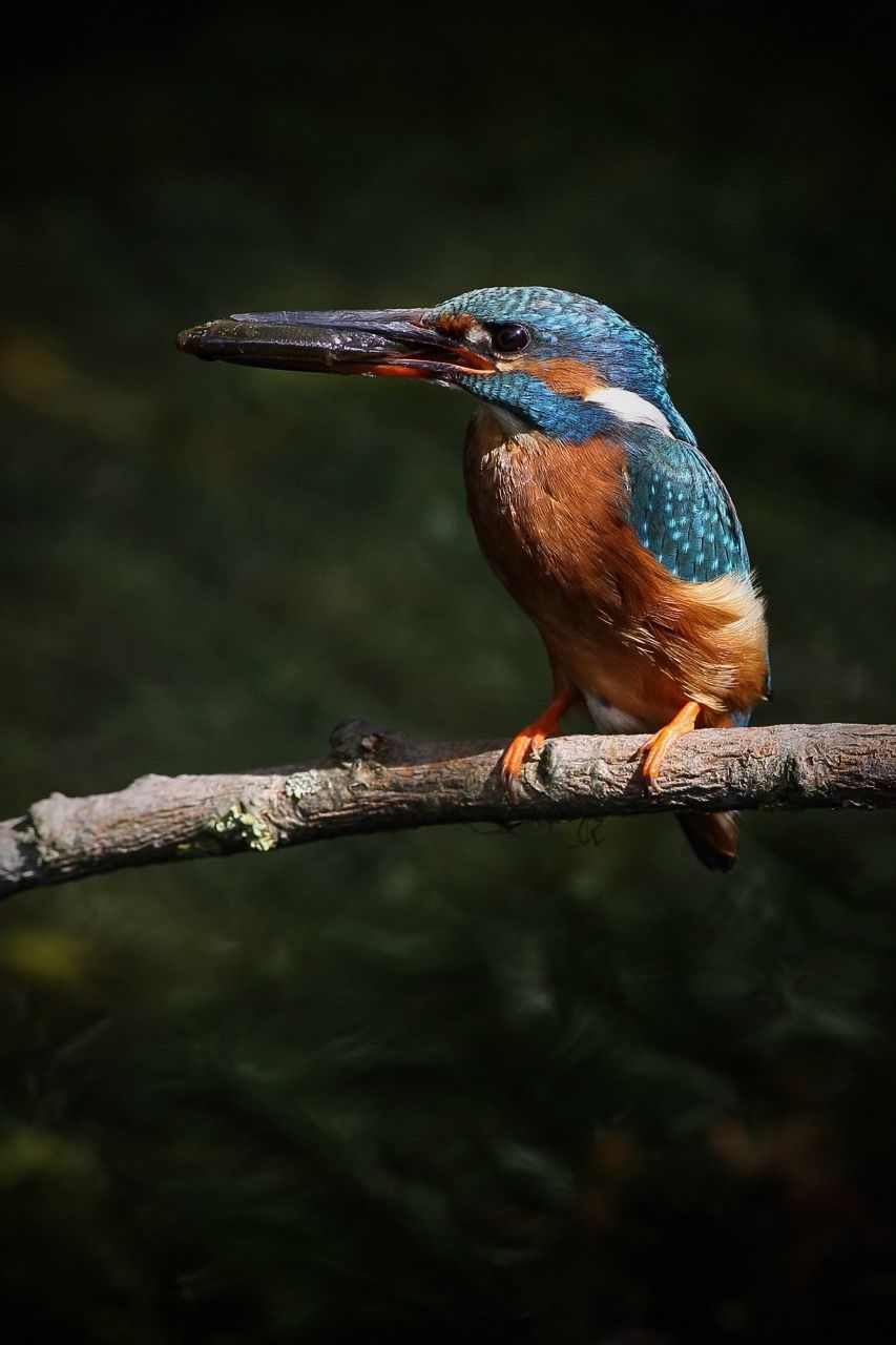 CLOSE-UP OF BIRD PERCHING ON RAILING