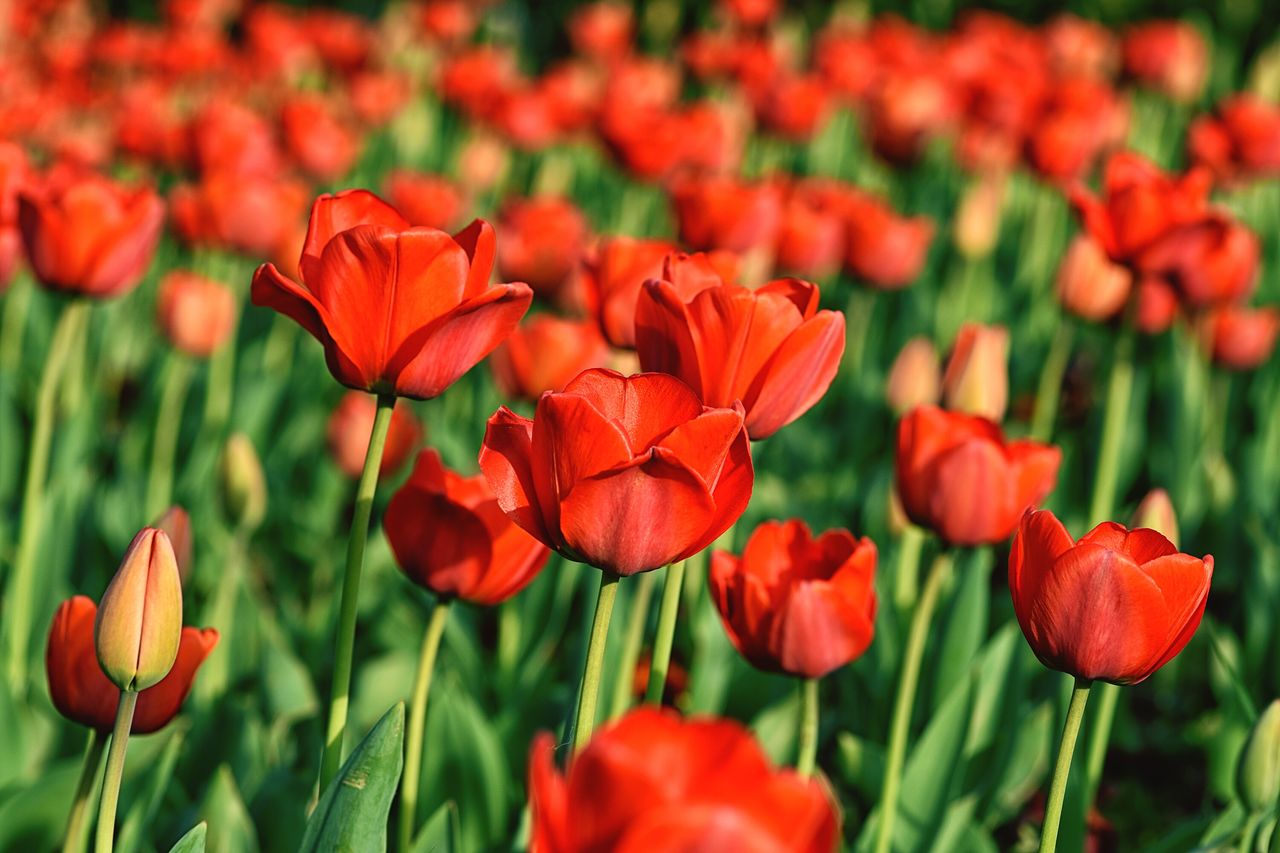 Close-up of red poppy blooming in field