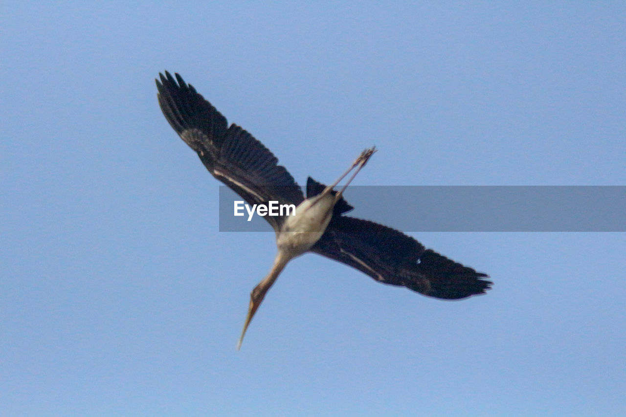 LOW ANGLE VIEW OF EAGLE FLYING