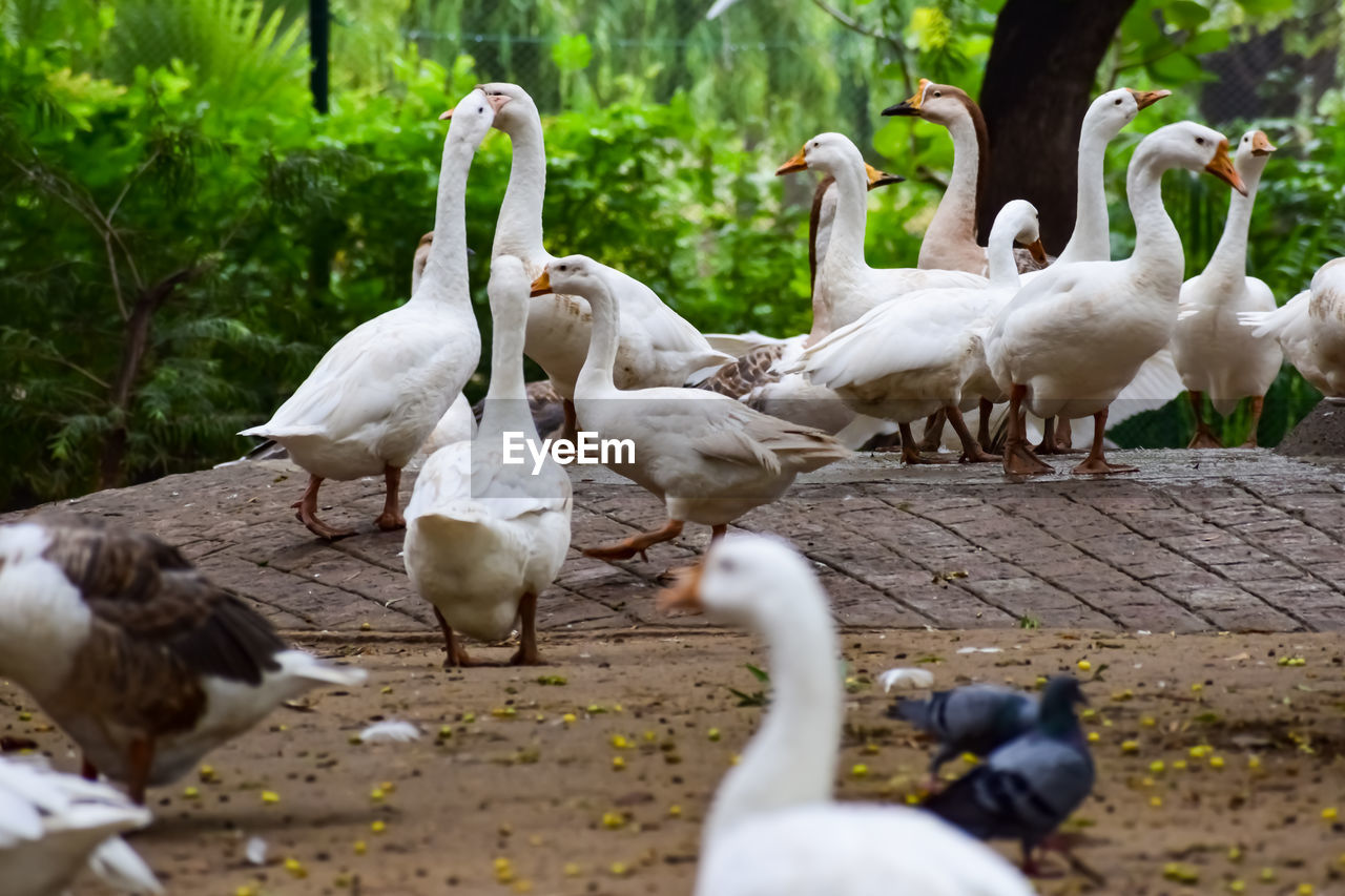 Close up white ducks inside lodhi garden delhi india, see the details and expressions of ducks