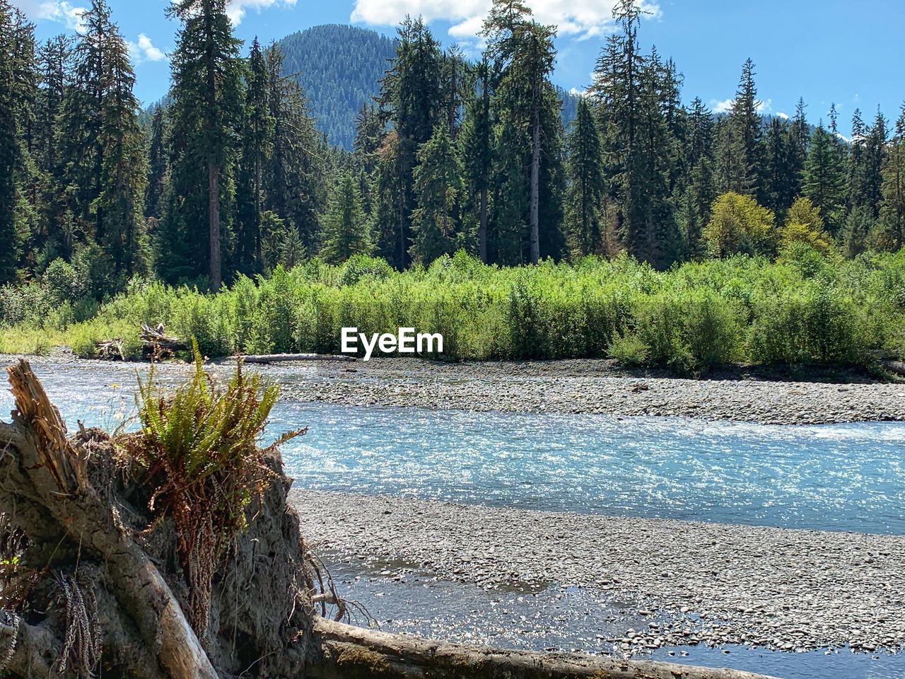 SCENIC VIEW OF LAKE IN FOREST AGAINST TREES