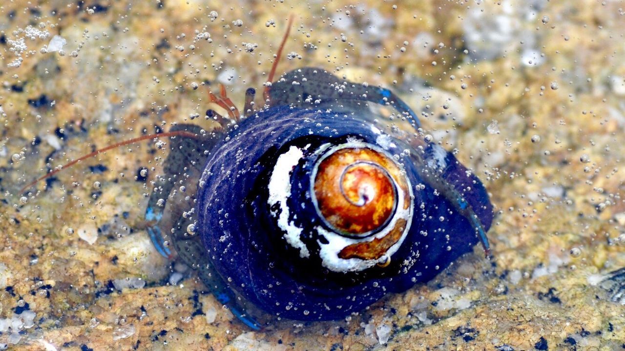 CLOSE-UP VIEW OF SPIDER IN WATER