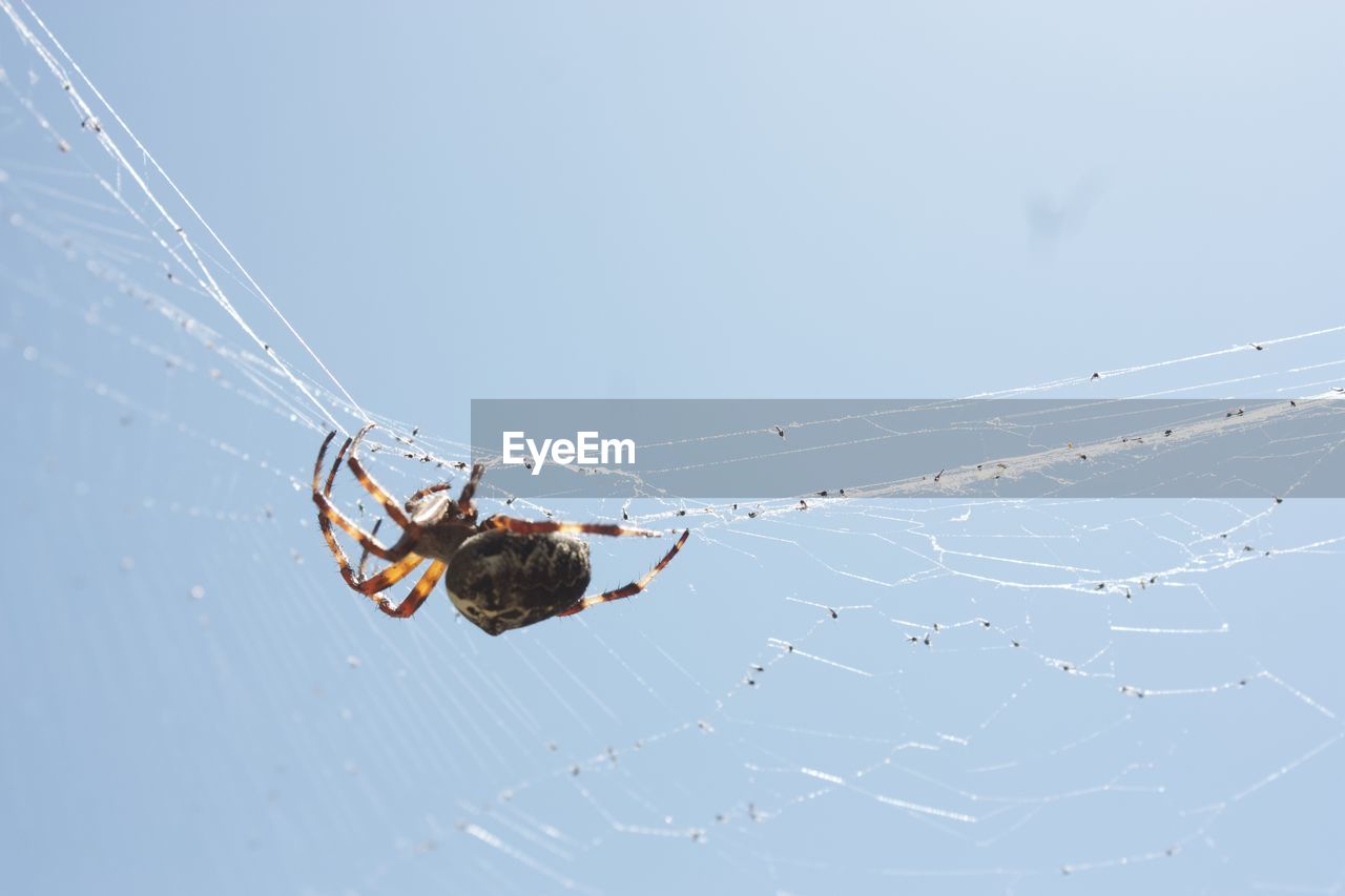 spider web, spider, fragility, animal, arachnid, animal themes, nature, animal wildlife, wildlife, close-up, one animal, insect, day, wing, no people, outdoors, animal body part, sky, focus on foreground, copy space, clear sky, beauty in nature, blue