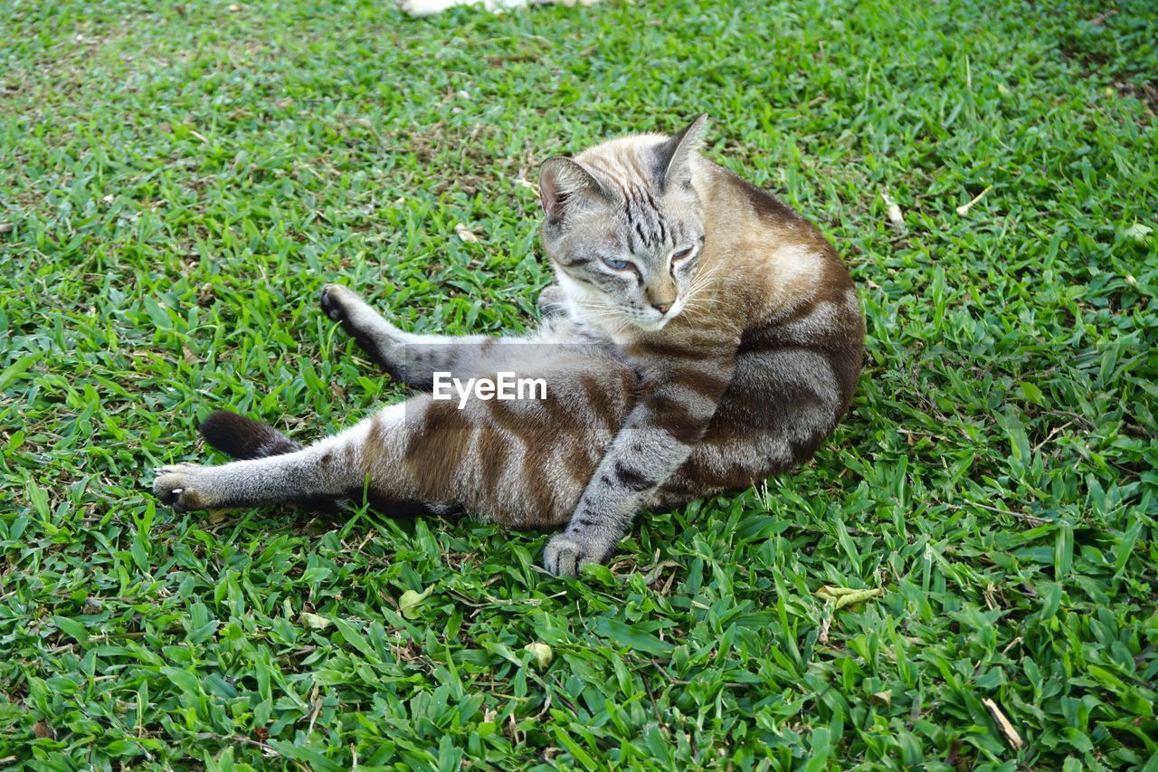 animal, animal themes, grass, cat, mammal, pet, plant, one animal, domestic animals, feline, green, domestic cat, relaxation, field, no people, nature, high angle view, land, lying down, small to medium-sized cats, felidae, day, resting, growth, wild cat, full length, lawn, outdoors