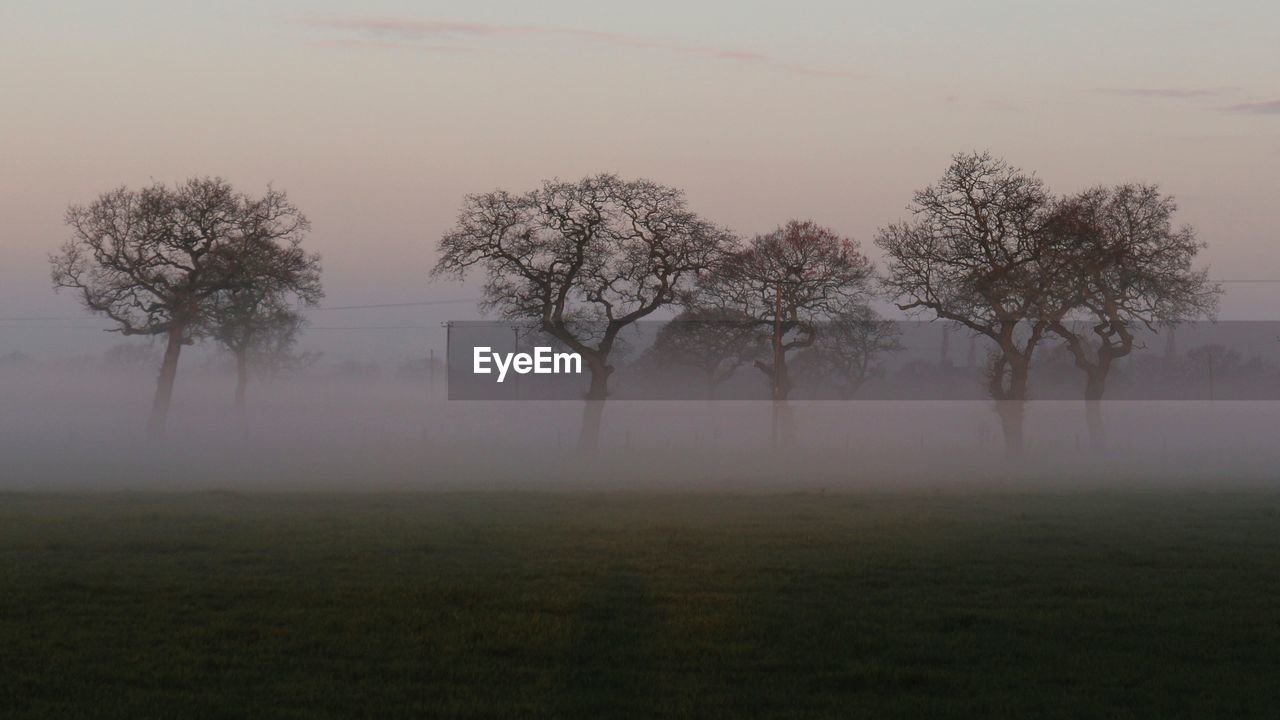 Trees in foggy weather