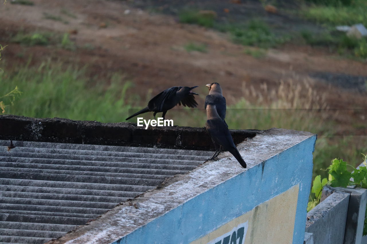 BIRD PERCHING ON WOOD