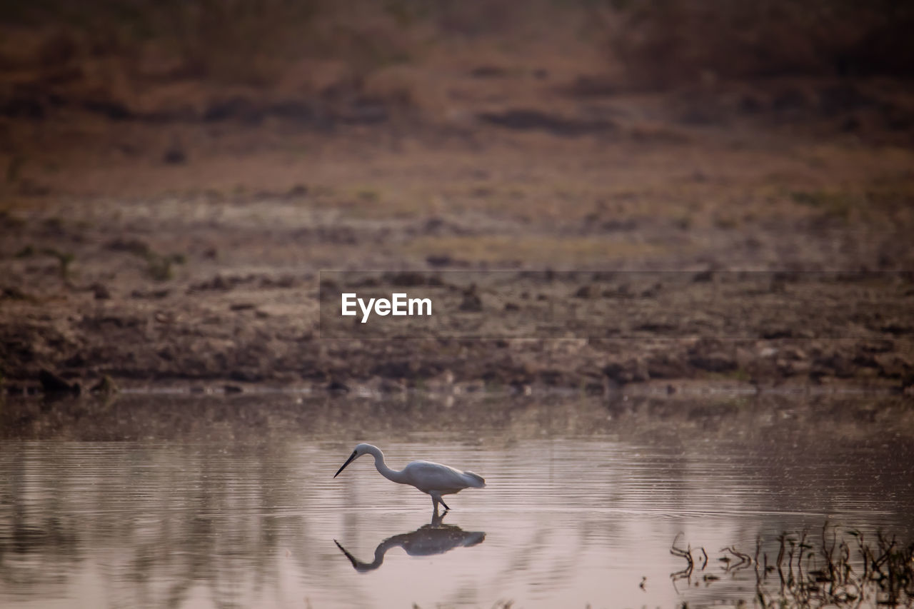 View of birds in lake