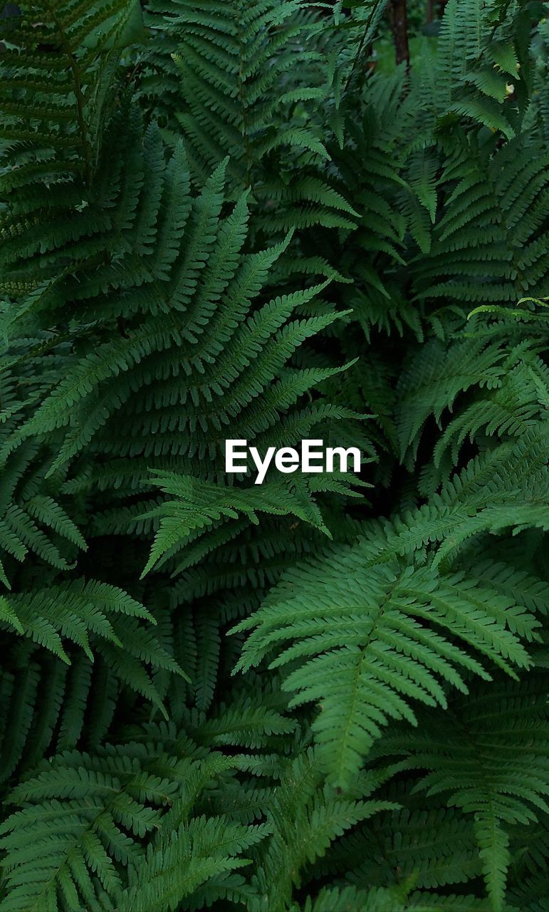 HIGH ANGLE VIEW OF FERN LEAVES ON TREE