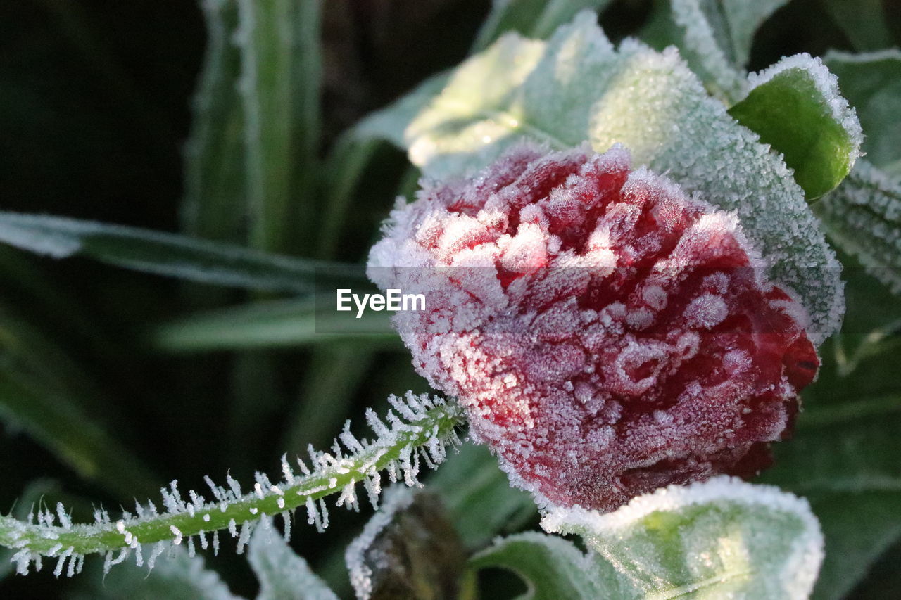 CLOSE-UP OF FROZEN PLANTS DURING WINTER