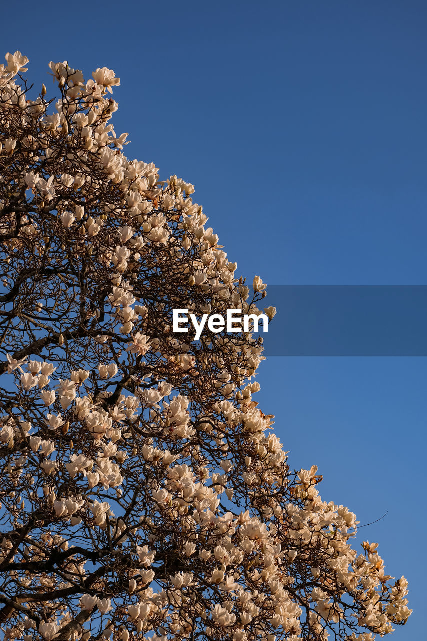 LOW ANGLE VIEW OF CHERRY BLOSSOMS AGAINST CLEAR BLUE SKY