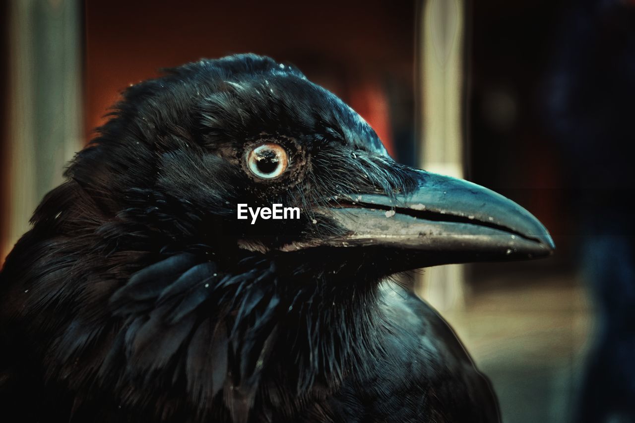 CLOSE-UP OF BIRD LOOKING AWAY