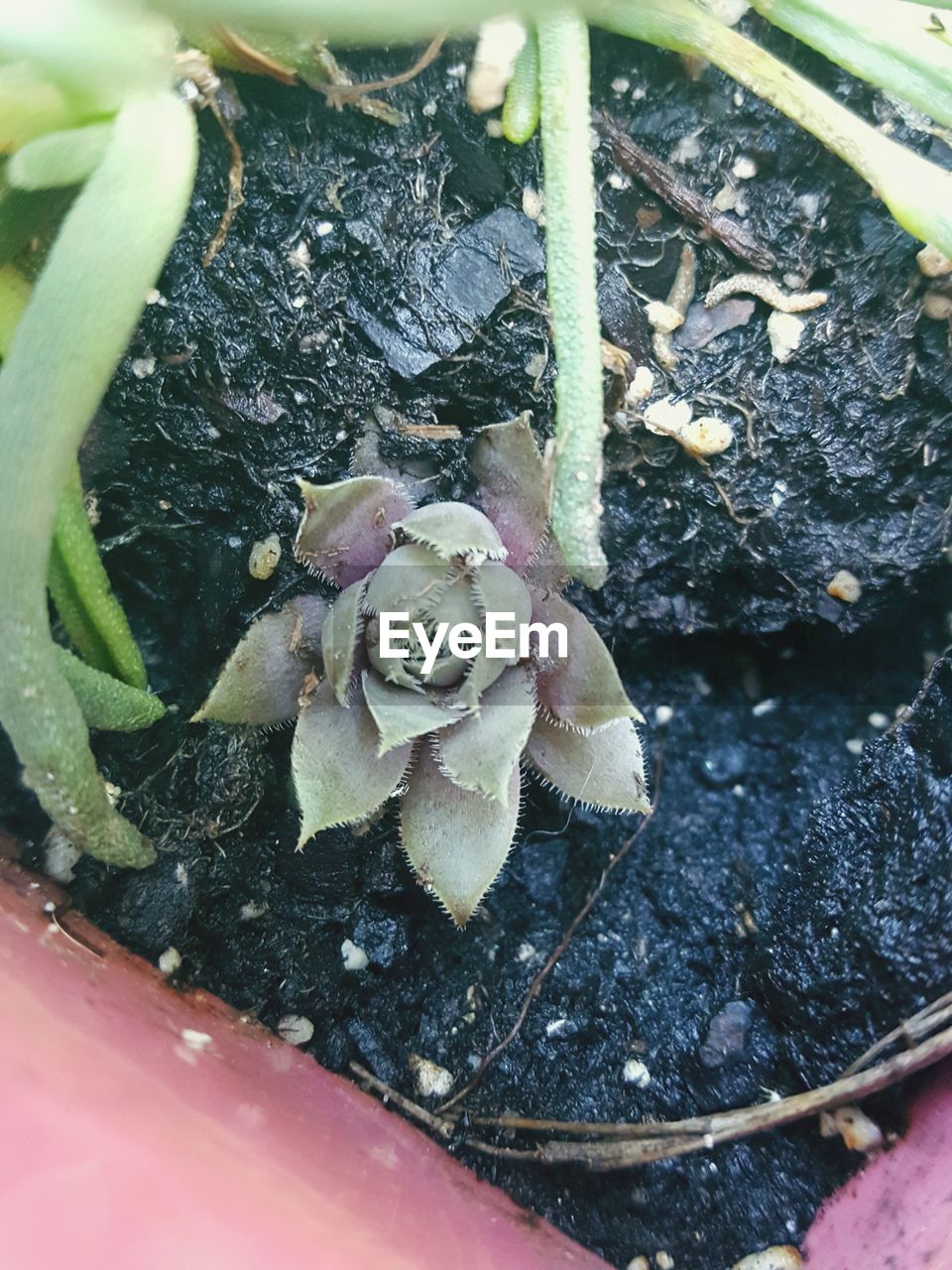 HIGH ANGLE VIEW OF PLANTS