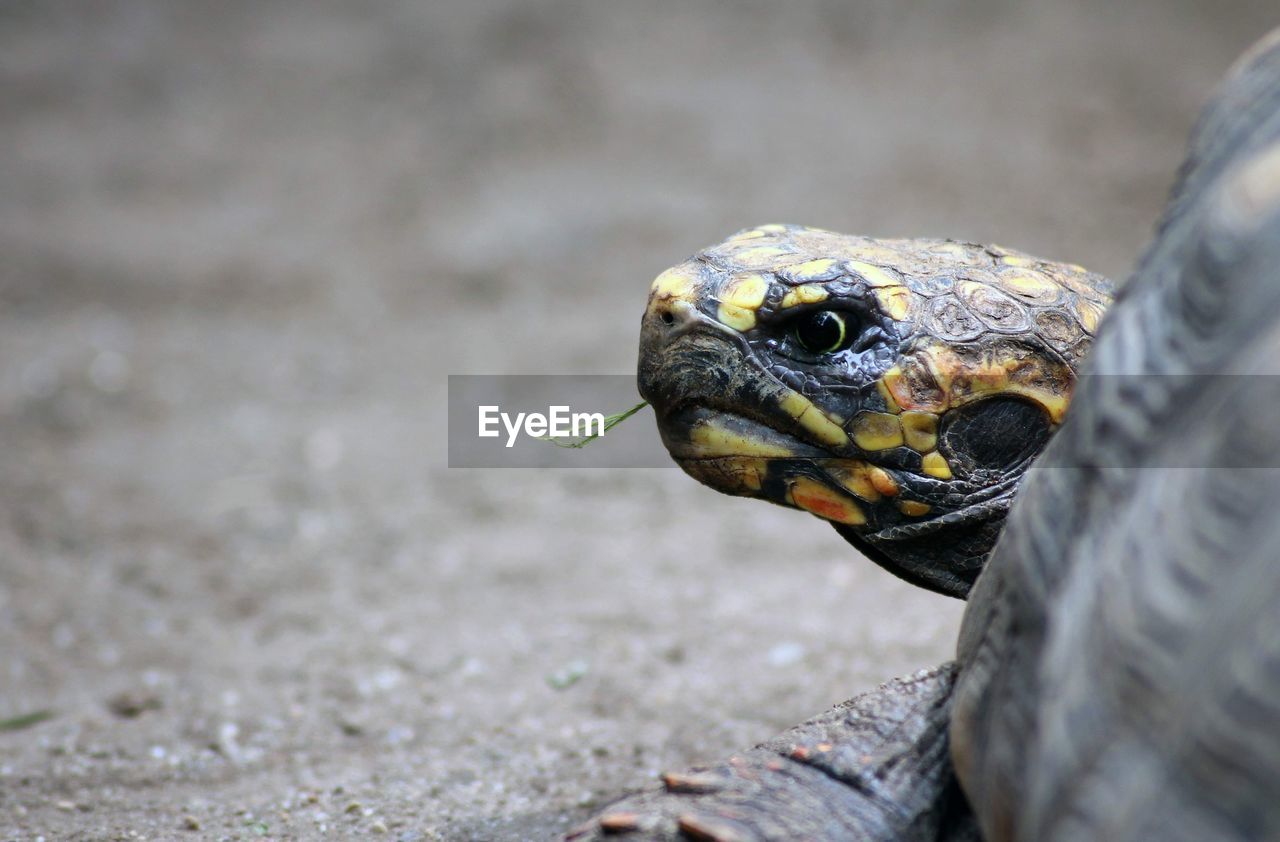 Close-up of turtle