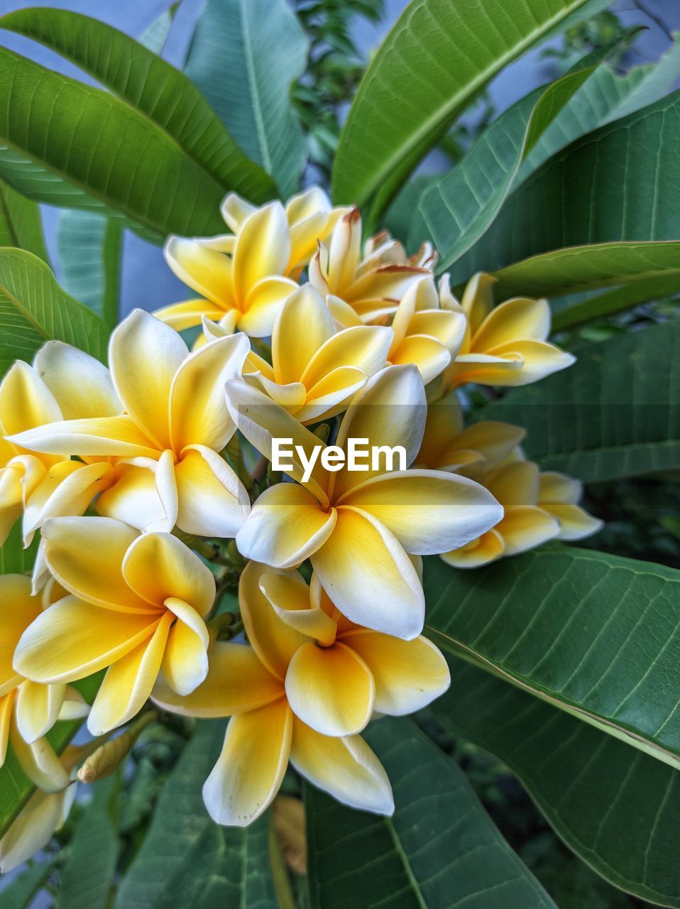 plant, flower, leaf, flowering plant, plant part, beauty in nature, freshness, growth, close-up, nature, yellow, petal, fragility, flower head, frangipani, no people, green, inflorescence, tropical climate, outdoors, day