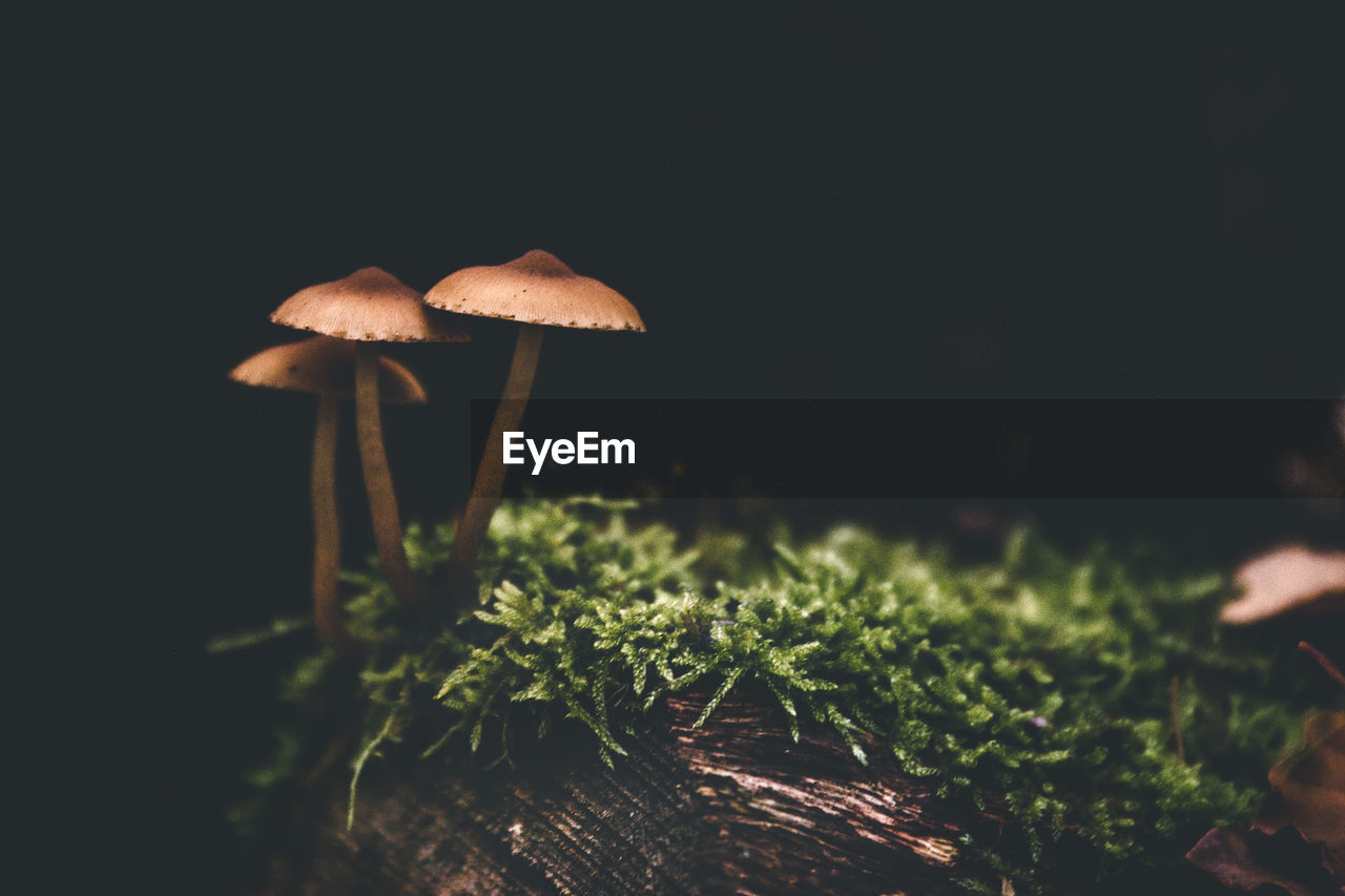 CLOSE-UP OF MUSHROOMS GROWING ON PLANT