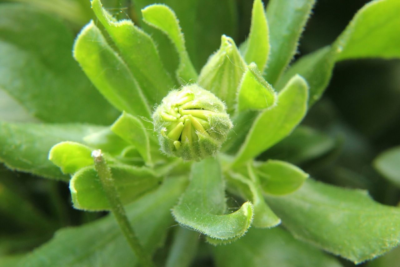 CLOSE-UP OF PLANT
