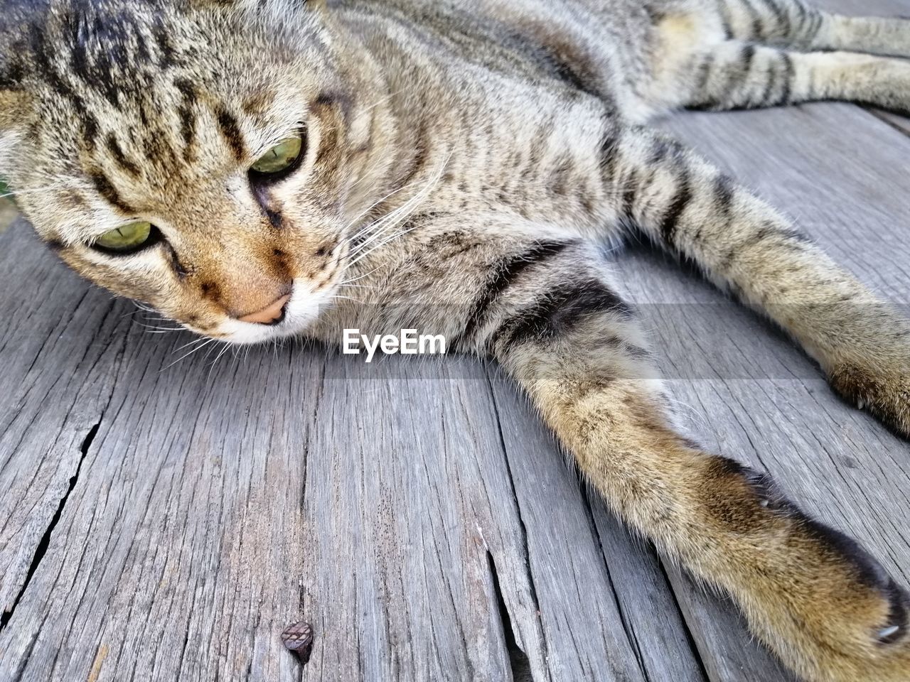 CLOSE-UP OF A CAT RESTING