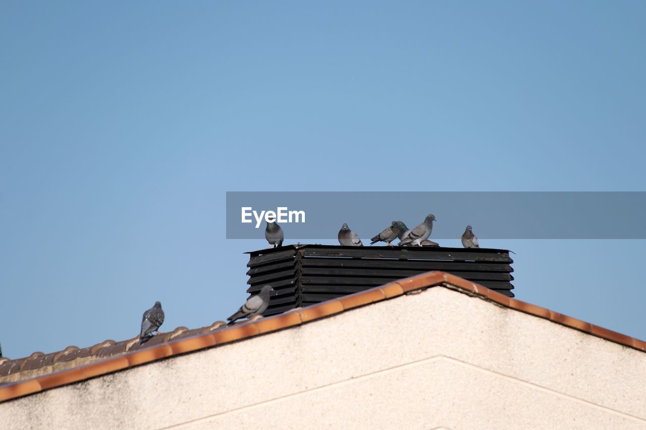 Low angle view of birds on building roof against clear sky