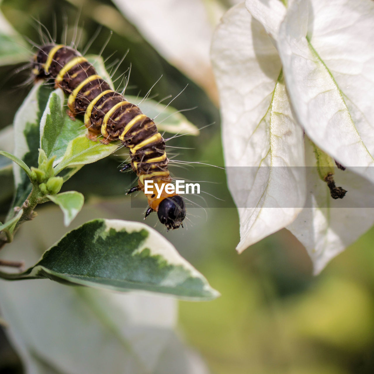 CLOSE-UP OF HONEY BEE POLLINATING