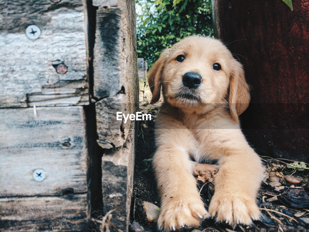 CLOSE-UP PORTRAIT OF A DOG ON WOODEN DOOR