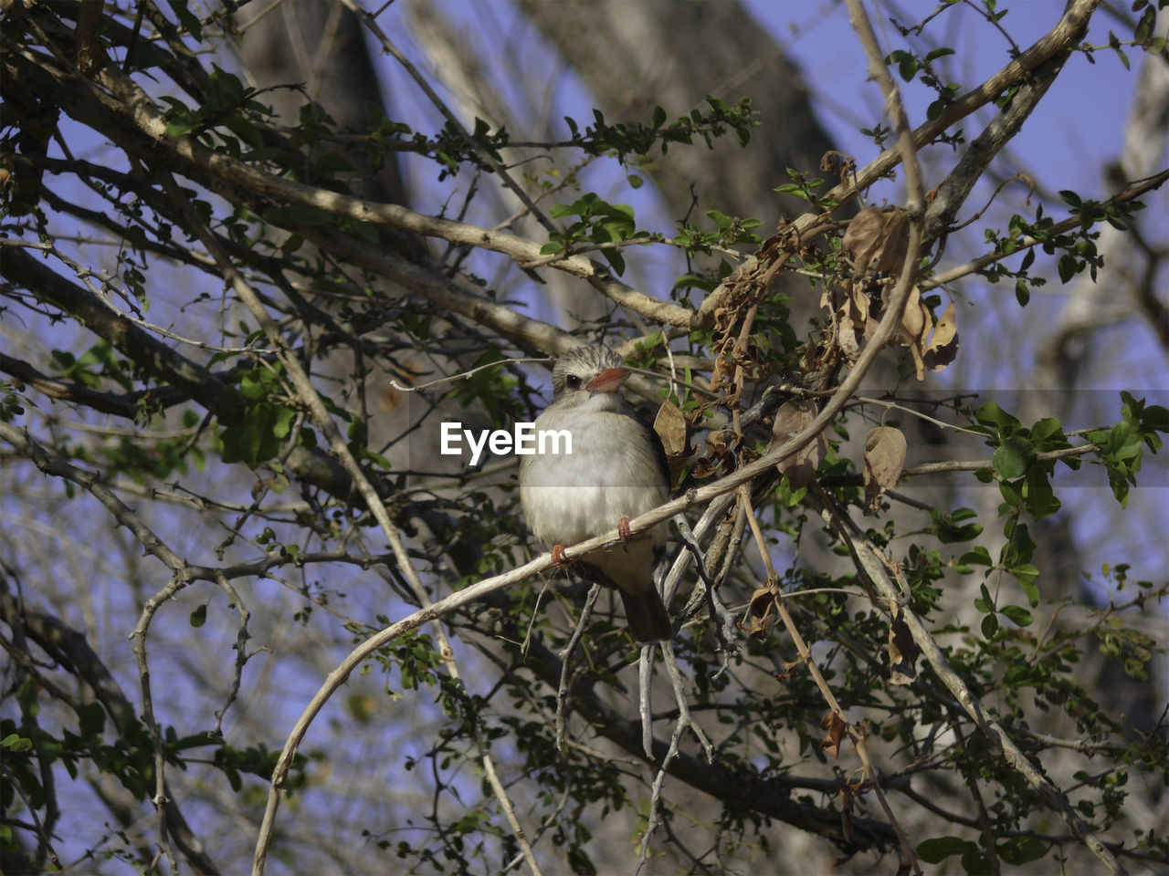CLOSE-UP OF BIRD PERCHING ON TREE BRANCH