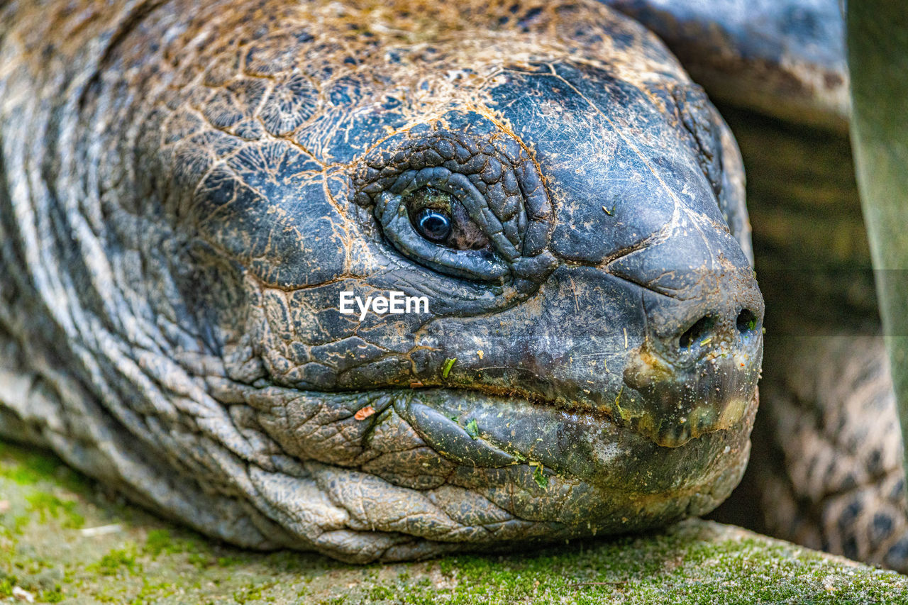 CLOSE-UP OF A LIZARD