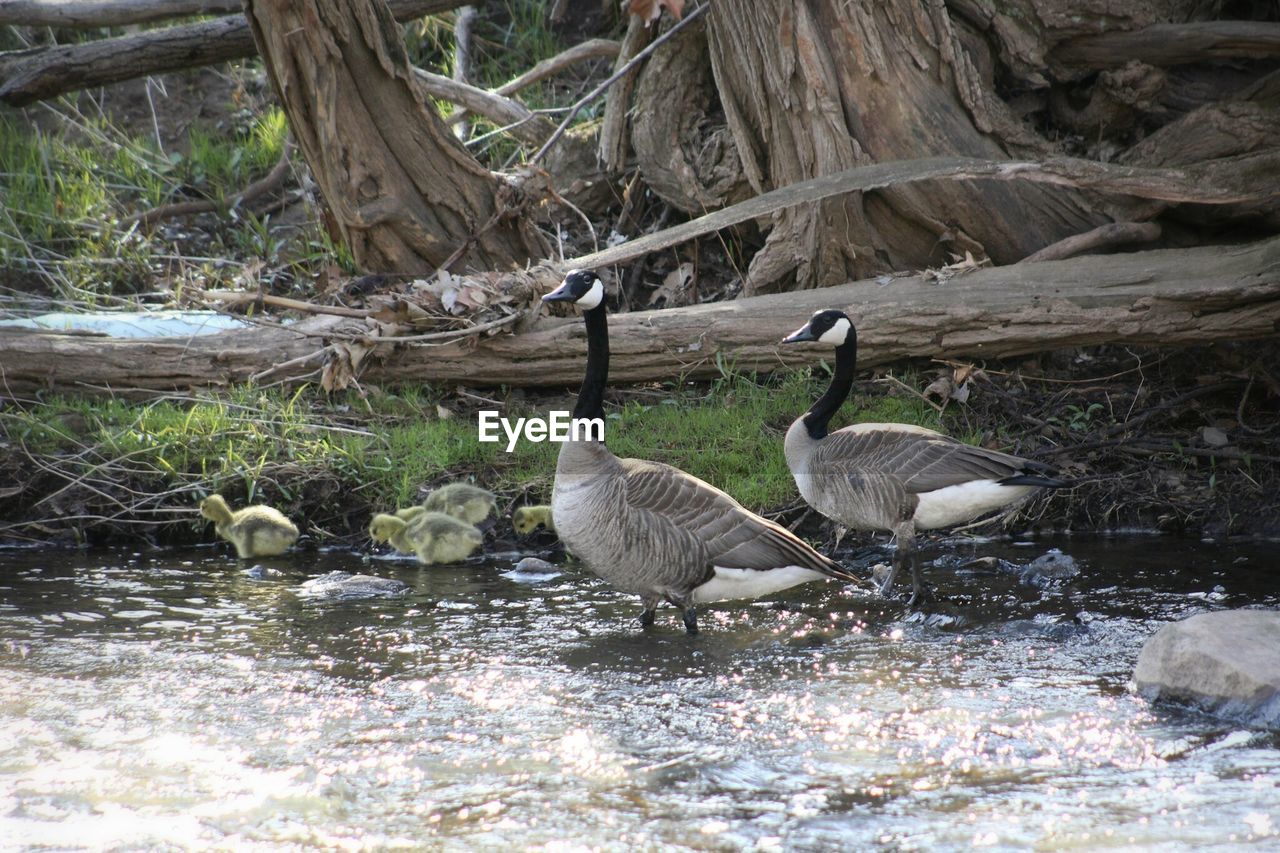 BIRDS IN LAKE