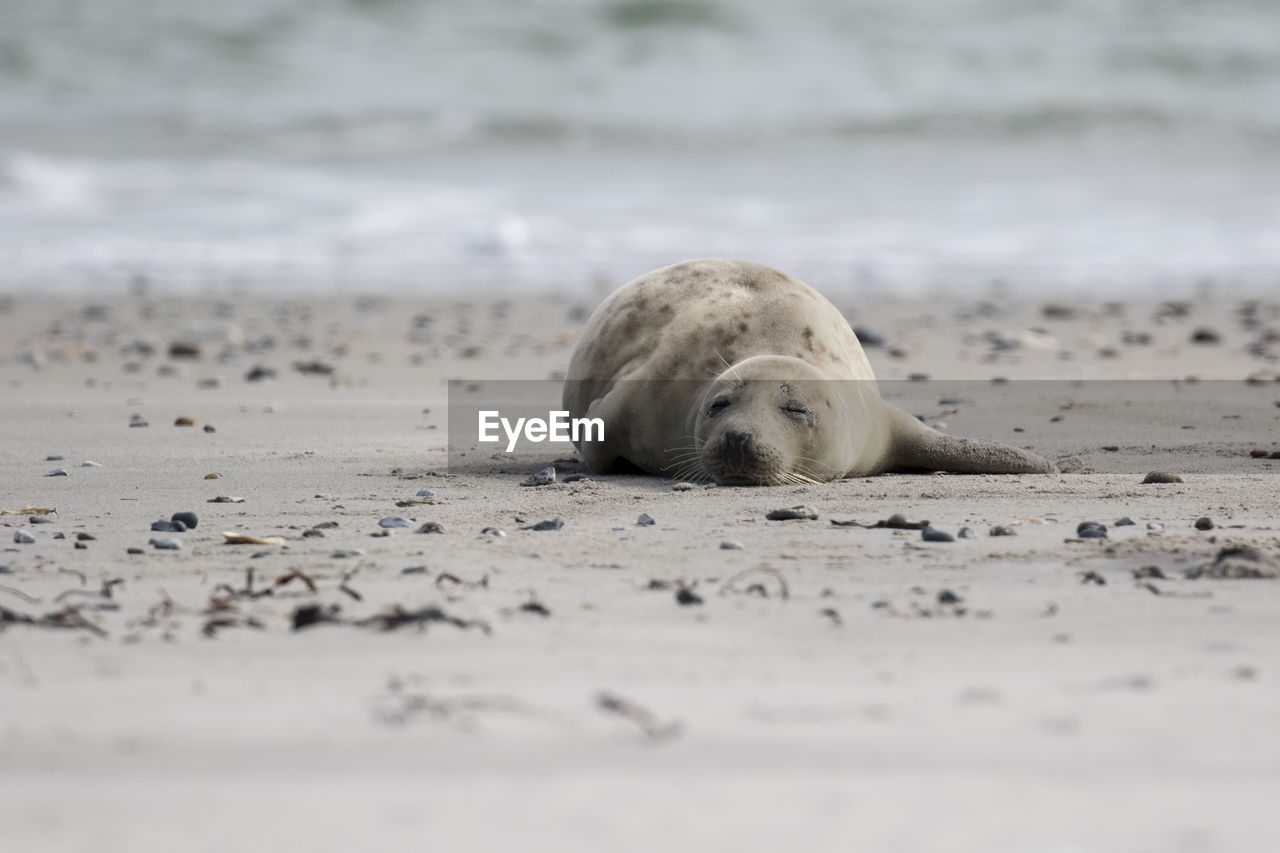 Seal on sand at beach