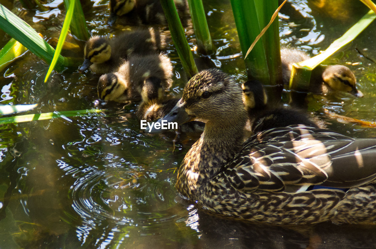 MALLARD DUCKS SWIMMING IN POND