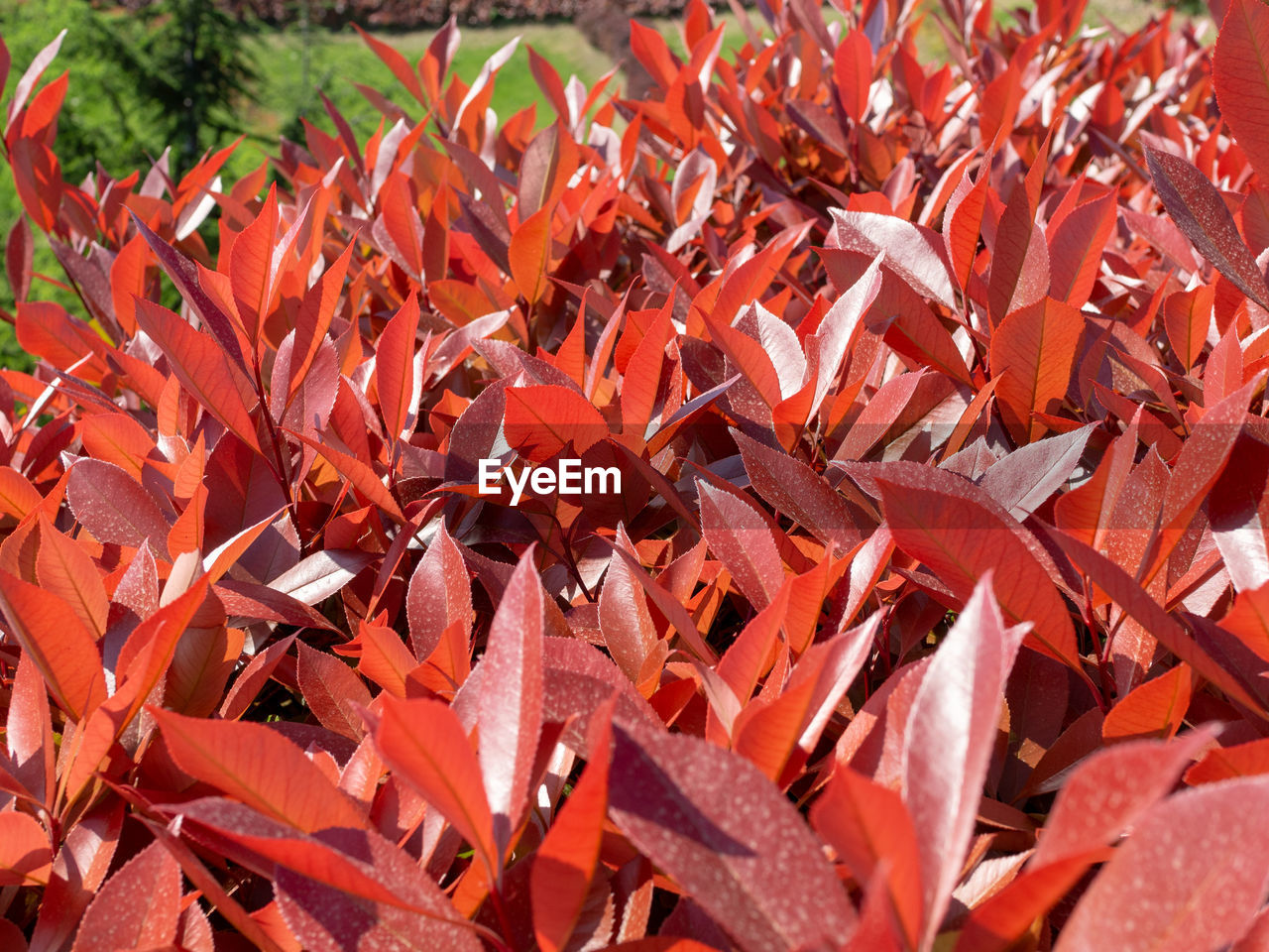 FULL FRAME SHOT OF ORANGE LEAVES