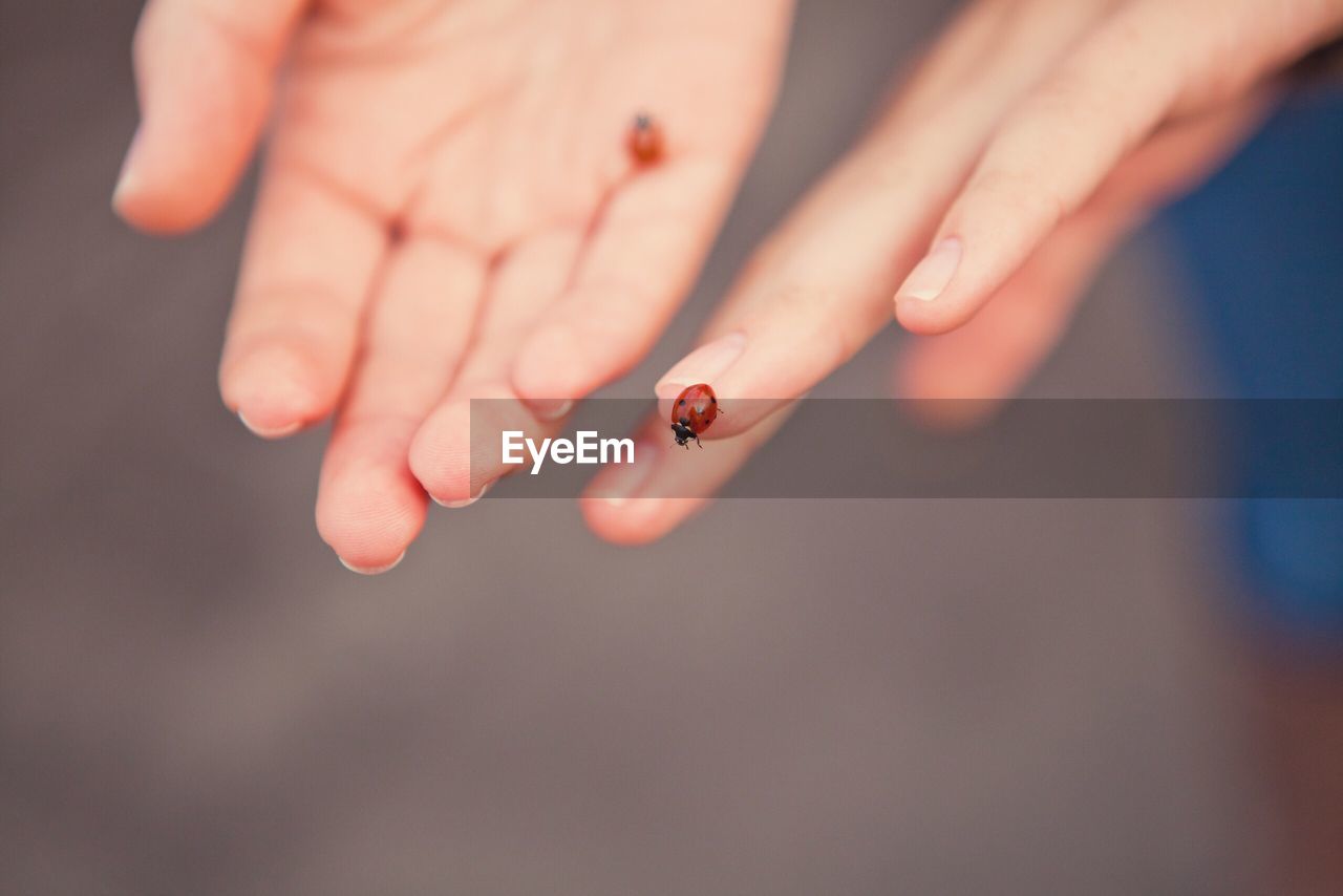 Cropped hands of person holding beetle