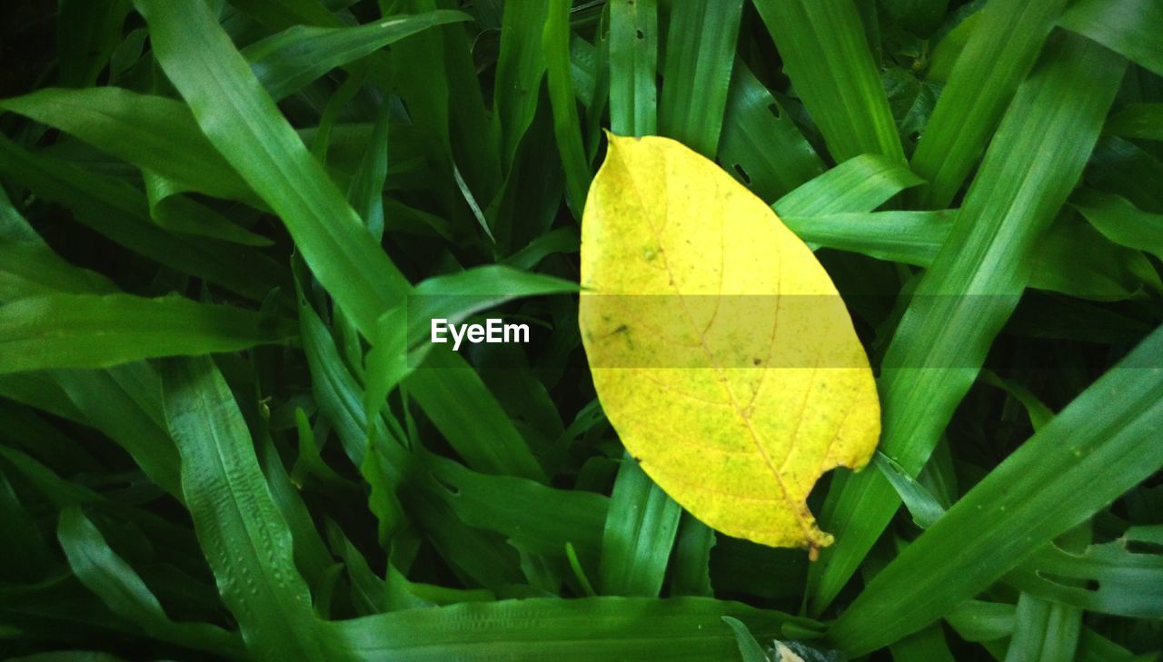 CLOSE-UP OF YELLOW LEAF