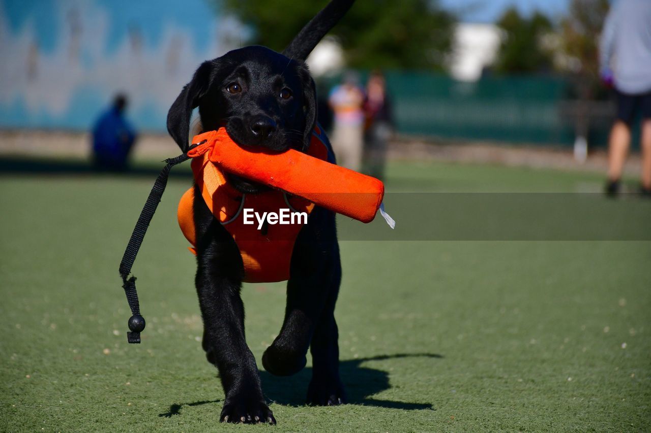 BLACK DOG ON CAMERA