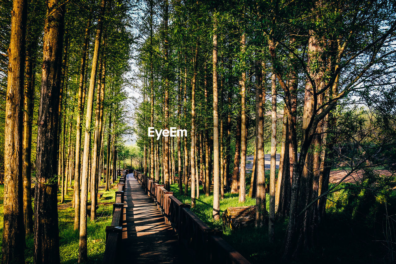 View of bamboo trees in forest