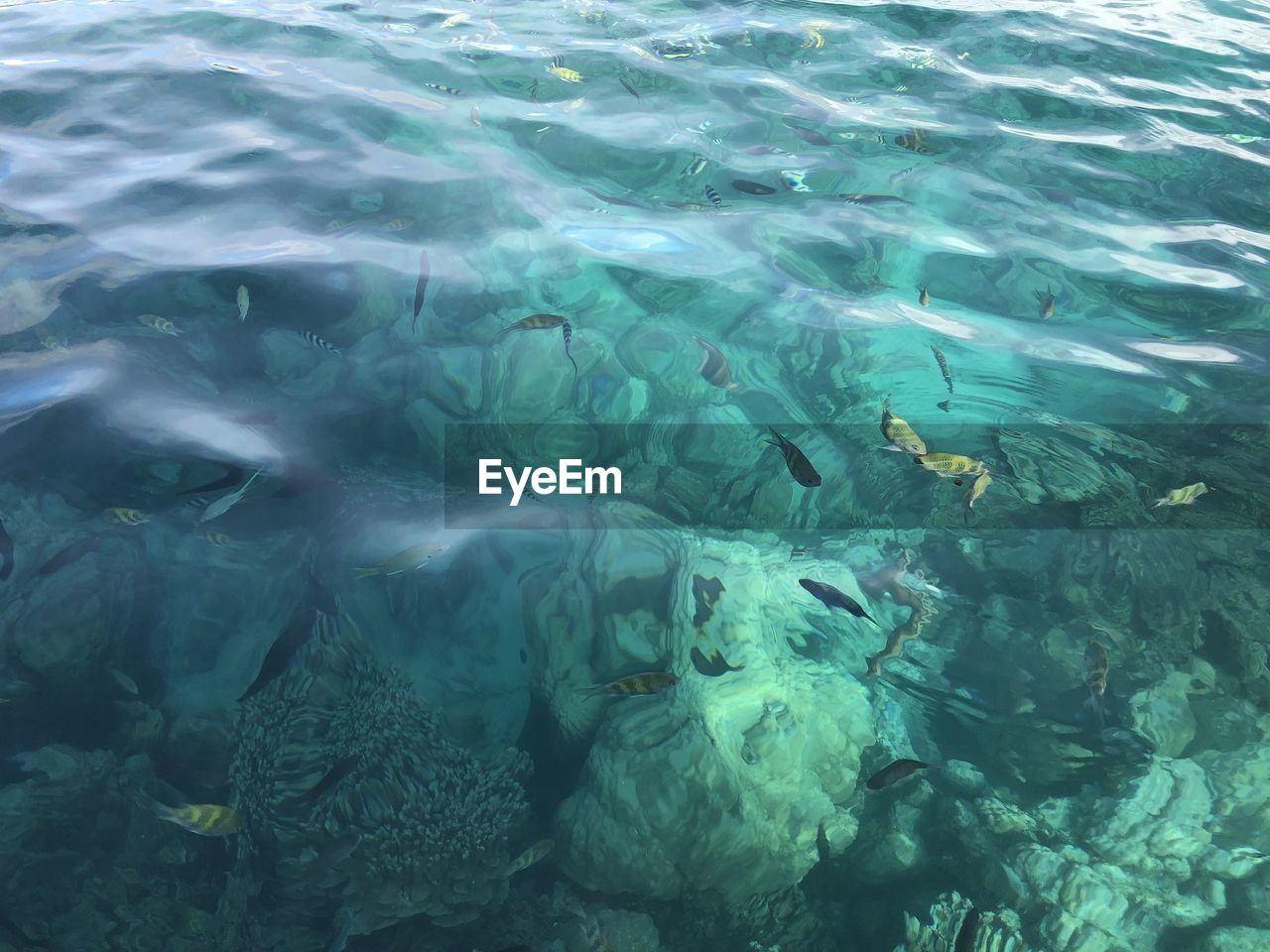 High angle view of fish swimming in sea