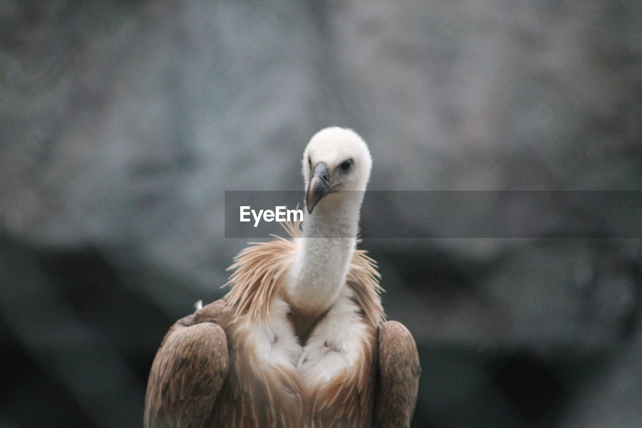 Close-up of eagle