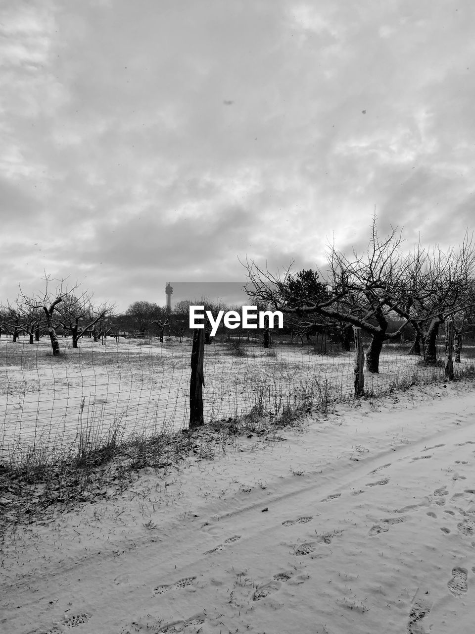 VIEW OF BARE TREES ON FIELD AGAINST SKY