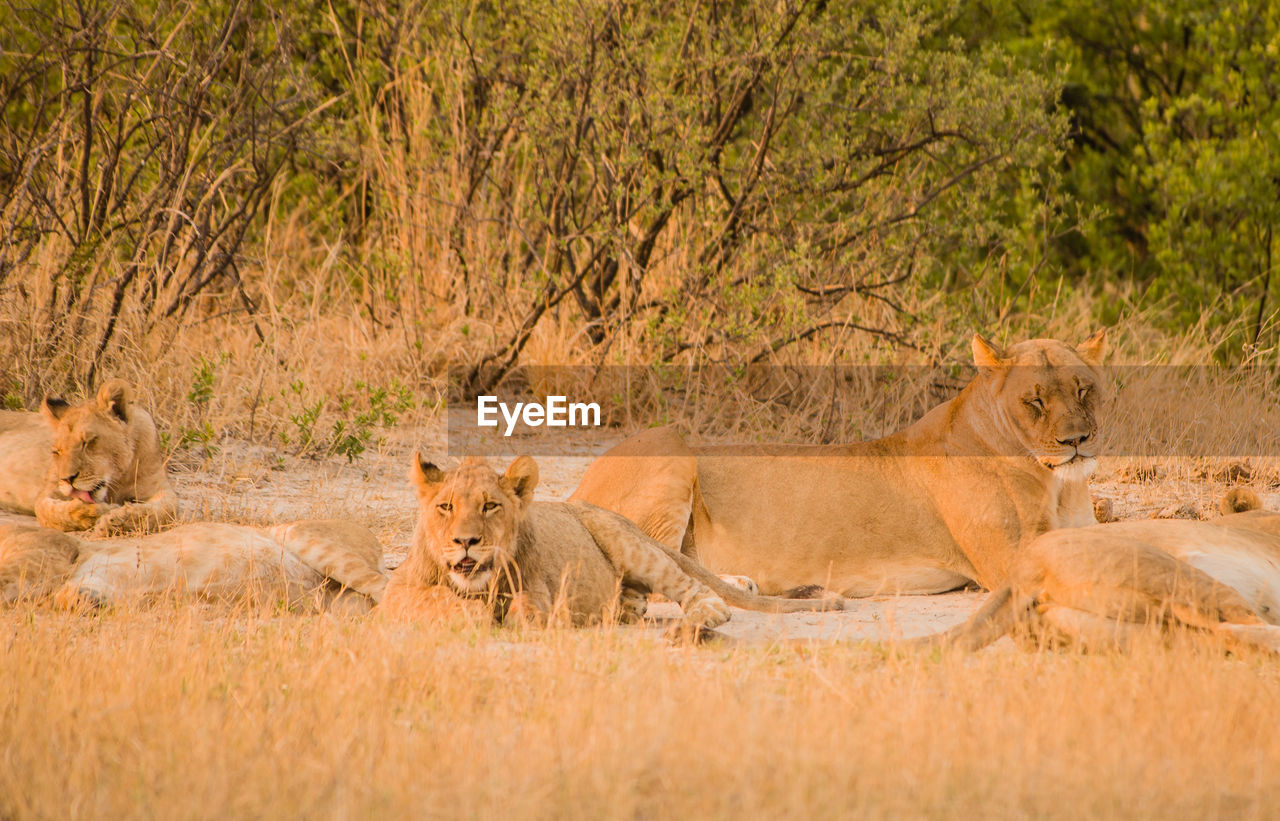 Lioness in the savannah of in zimbabwe, south africa