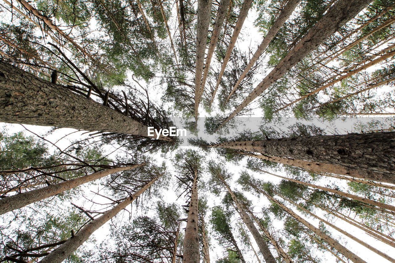 Low angle view of trees against sky in forest