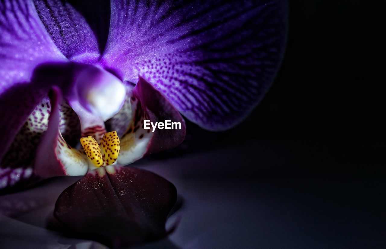 Close-up of purple orchid in darkroom