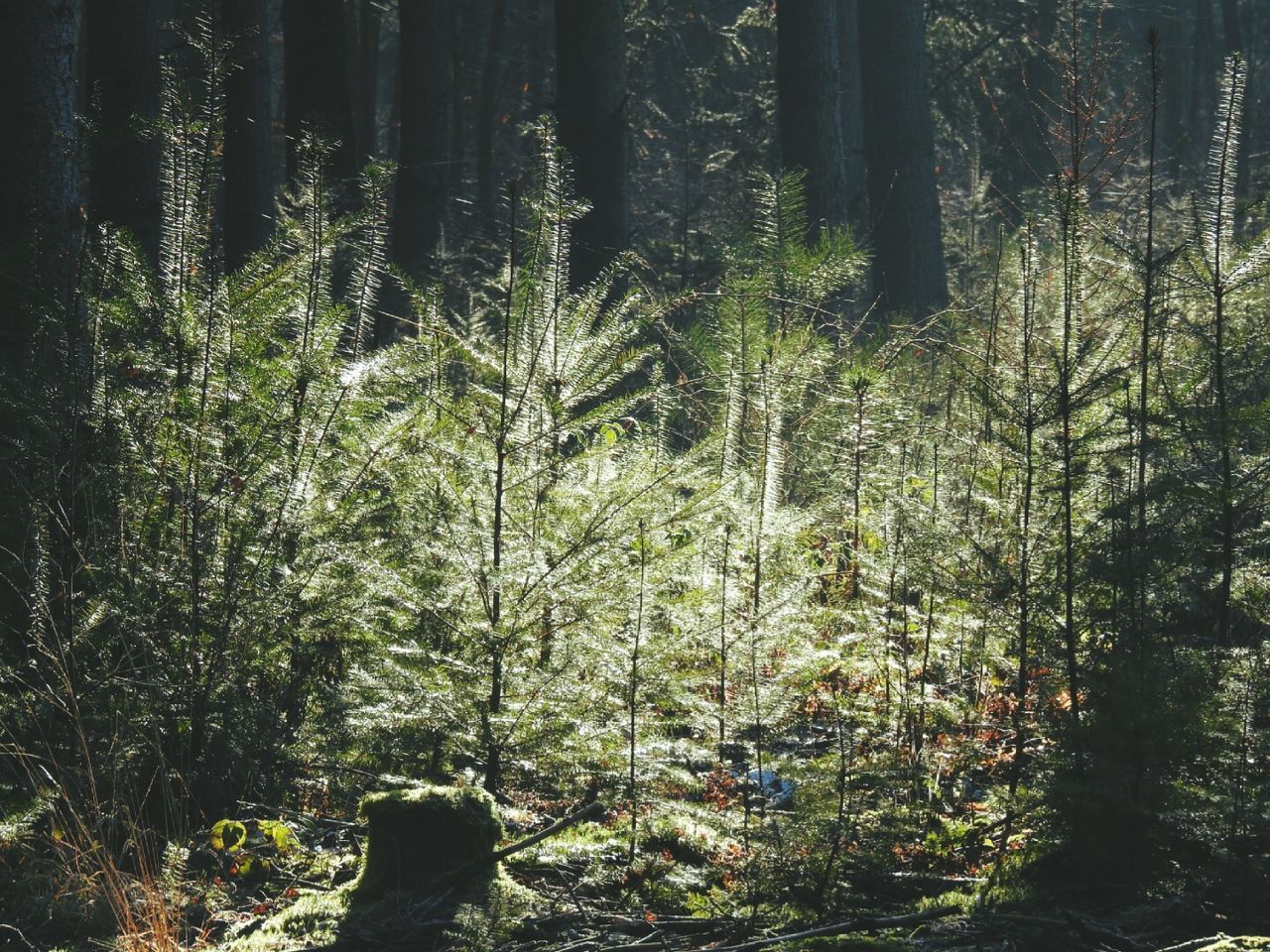 TREES GROWING IN FOREST