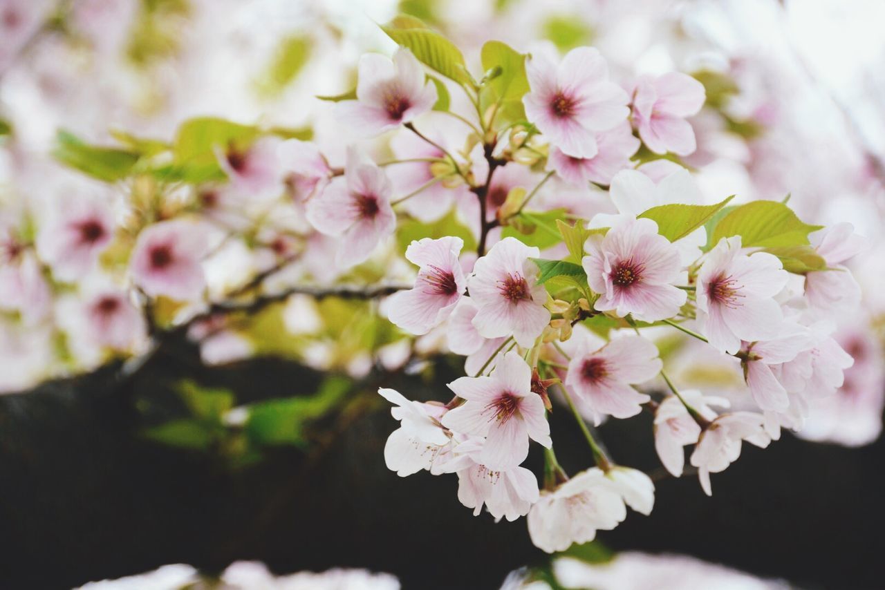 Close-up view of apple tree twig covered in blossom