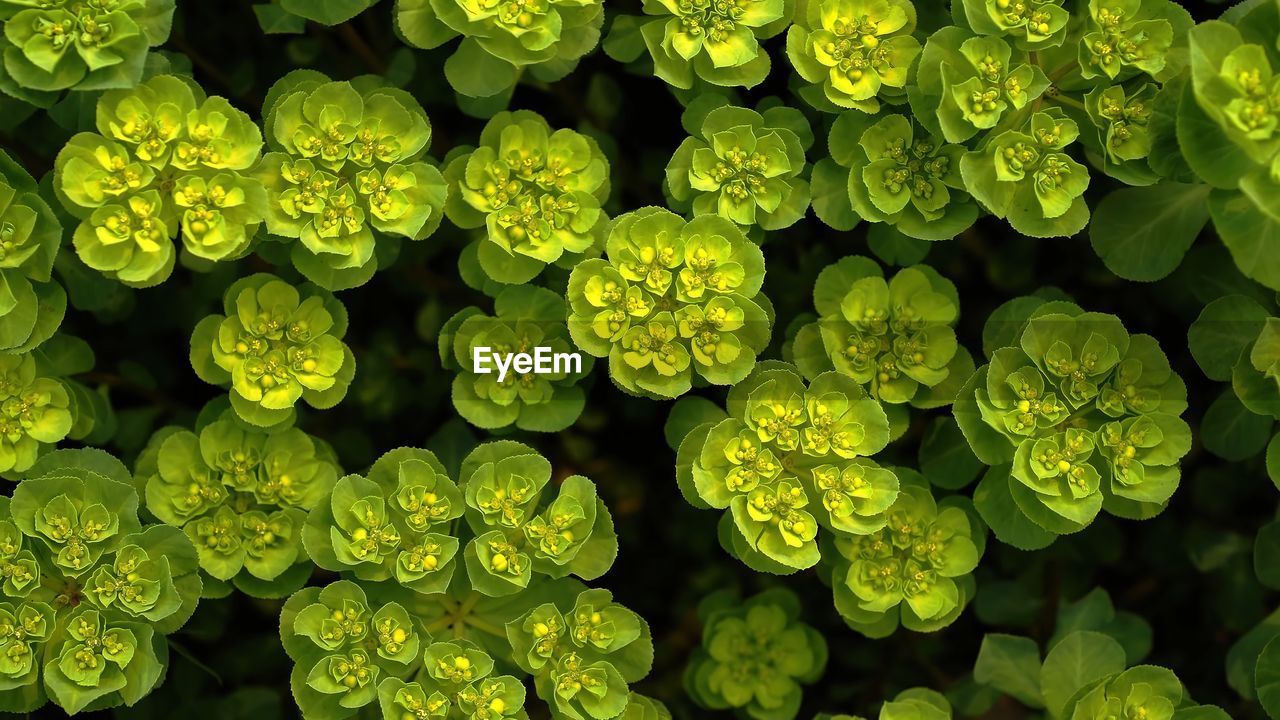 FULL FRAME SHOT OF FRESH GREEN PLANTS WITH WATER DROPS